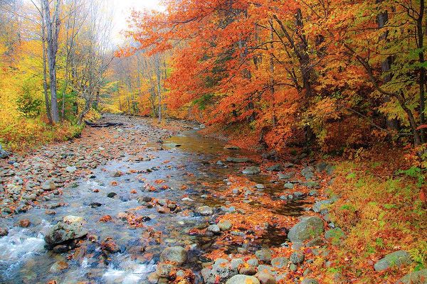 Gulin, Sylvia 아티스트의 USA-New Hampshire Autumn colors on Maple-Beech trees along the edge of the river작품입니다.